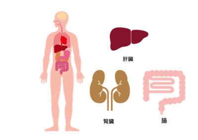【肝臓病専門医が解説】腸と肝臓はつながっている 腸肝軸(gut-liver axis)が肝疾患に与える影響のアイキャッチ画像