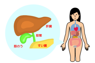 【沈黙の臓器からのSOS】iLiFE!あいすさんの「胆管炎による肝機能障害」から学ぶ、肝臓病の恐るべき初期サインと回復のために最も大切なことのアイキャッチ画像