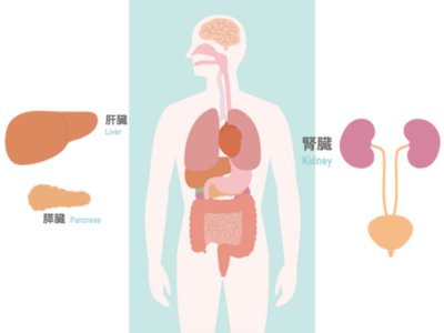 【深掘り解説】肝・腎・膵の連携プレー！沈黙の3大臓器が助け合う驚きのメカニズムのアイキャッチ画像