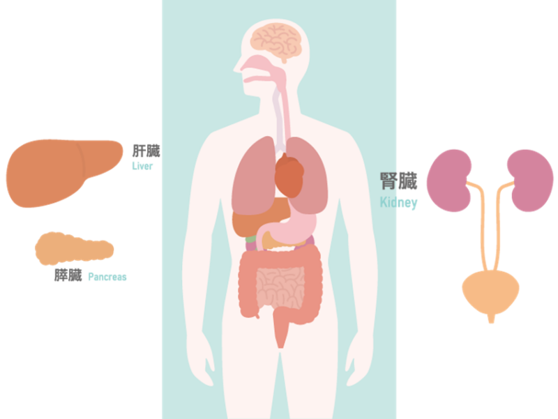 肝臓再生医療サイト医療法人社団好也会 さいとう内科クリニック